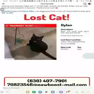 lost male cat dylan