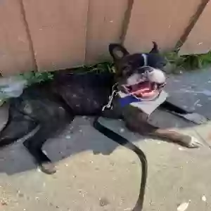 lost male dog pierre