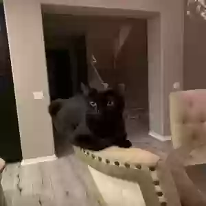 lost female cat jade