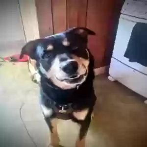 lost male dog obi