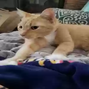 lost male cat cheddar (bella)