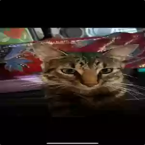 lost male cat letty or mama