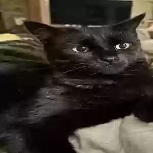 lost female cat bella