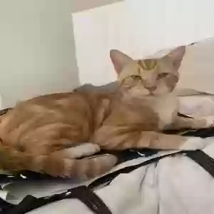 lost male cat seoul