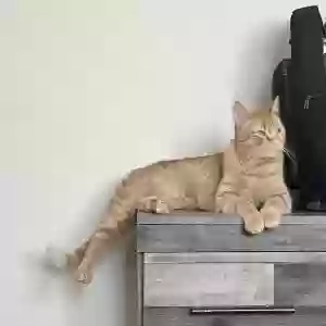 lost male cat pineapple