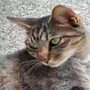 lost male cat bartholomew/gabby