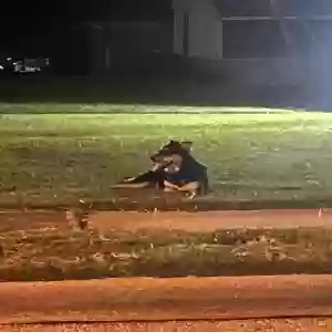 found unknown dog unknown