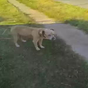 found male dog unknown