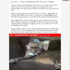 lost female cat peanut