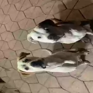 lost unknown dog sun and moon