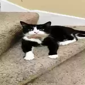 lost female cat mimi