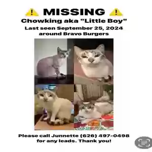 lost male cat little boy