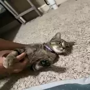 found female cat unknown