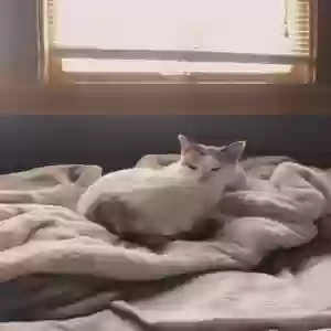 lost female cat olivia