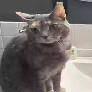 lost female cat bambi
