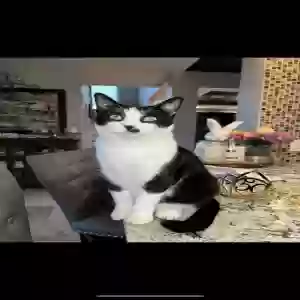 lost female cat minnie