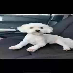 lost male dog snowy