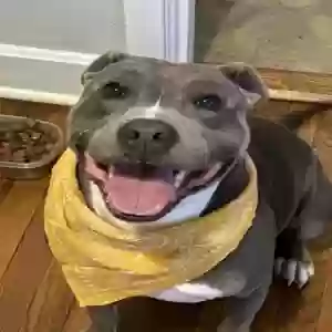 lost male dog smoke