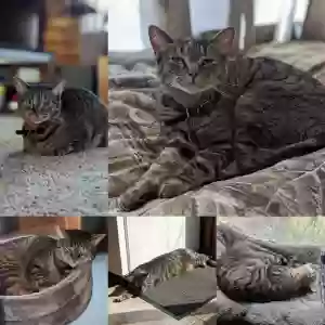 lost male cat gravy