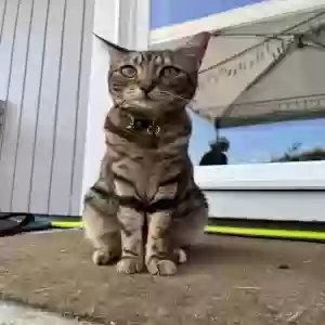 lost female cat foxglove