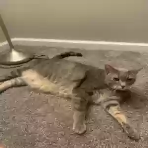 lost male cat hobbes
