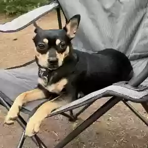 lost female dog unknown