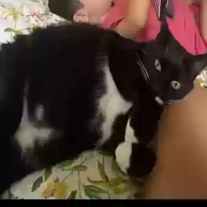 lost male cat tyson