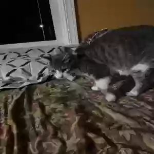 found unknown cat unknown