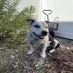 found male dog unknown