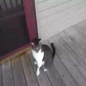 found male cat unknown
