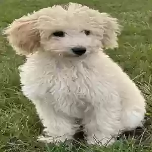 lost female dog daisy