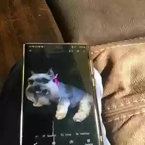 lost female dog bella