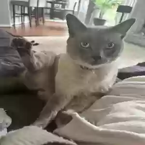 lost male cat bleu