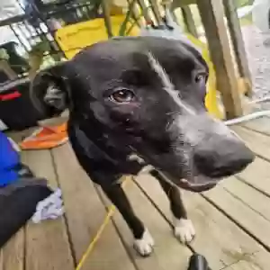 found female dog unknown