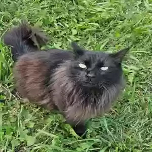 lost male cat fergus (aka fuzz)
