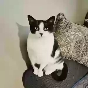 lost male cat monster