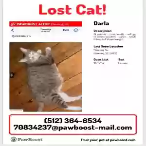 lost female cat darla