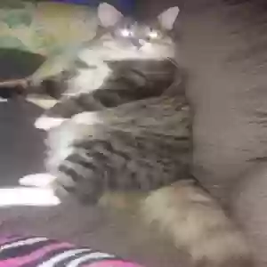 lost male cat loki