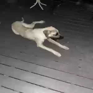 found male dog unknown