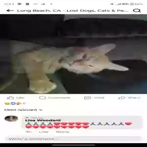 lost male cat pumpkin