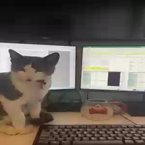 lost male cat ripley