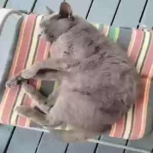 lost male cat kemo