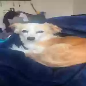 lost male dog ranger