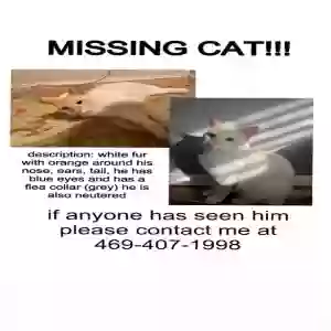 lost male cat yeezy