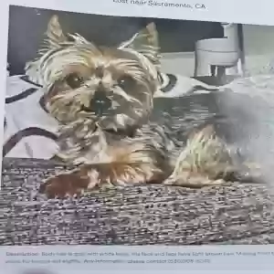 lost male dog sully