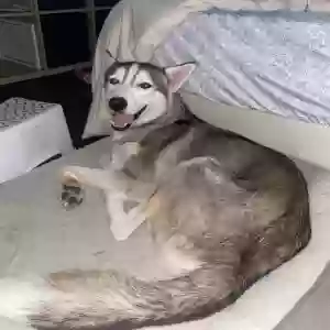 lost male dog rocky