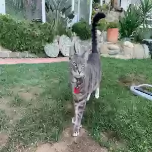 lost male cat pancake