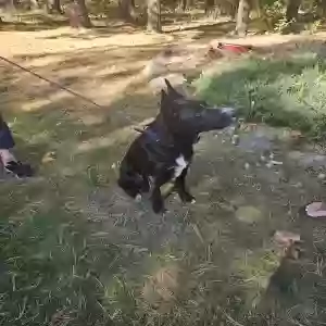 found male dog unknown
