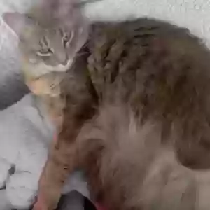 lost male cat stitch