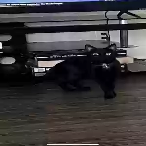 lost female cat mavis